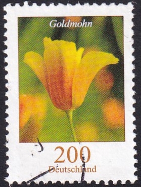 Eschscholzia californica