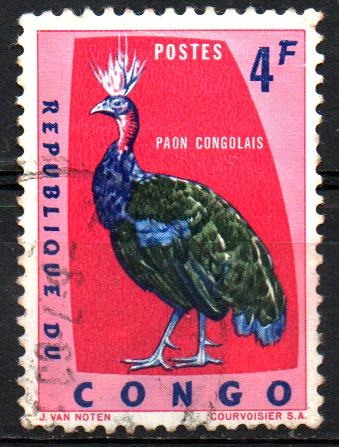 PAVO  REAL  CONGOLEÑO