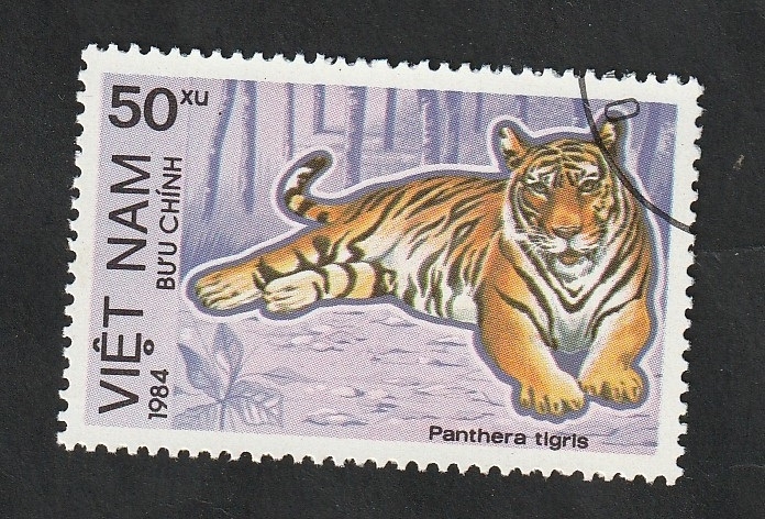 484 C - Animal salvaje, panthera tigris