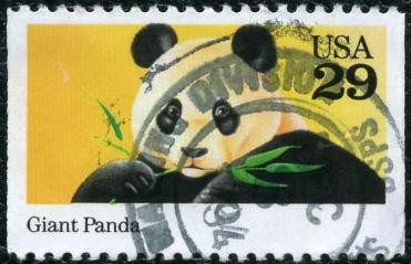 Panda Gigante