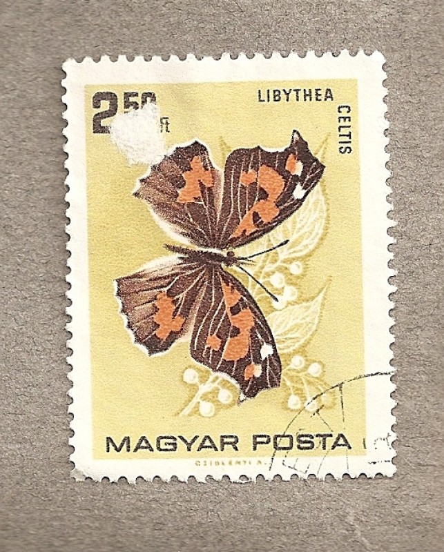 Mariposa Libythea celtis