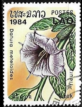 Flores - Datura meteloides