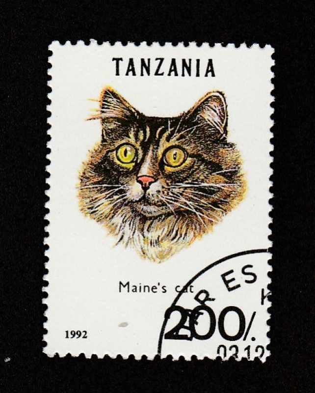 Gato del Maine