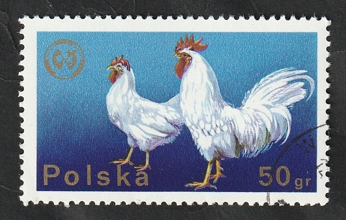 2217 - Gallinas