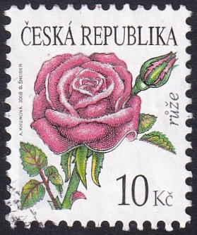 rosa