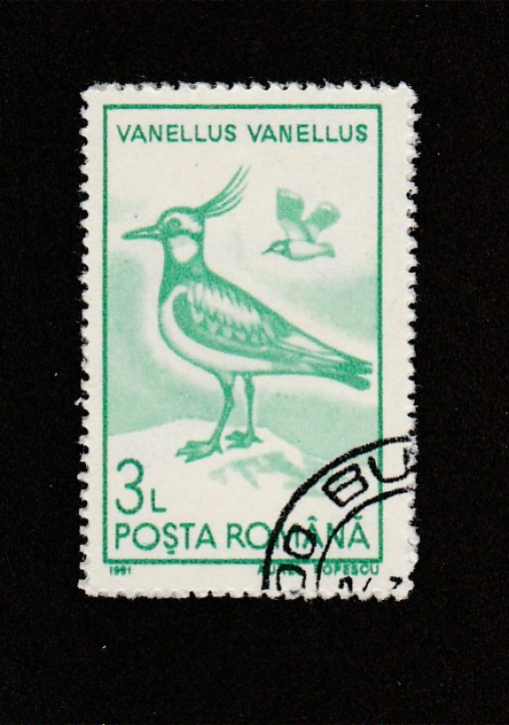 Vanellus vanellus