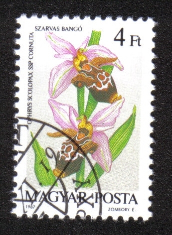 Orquídeas