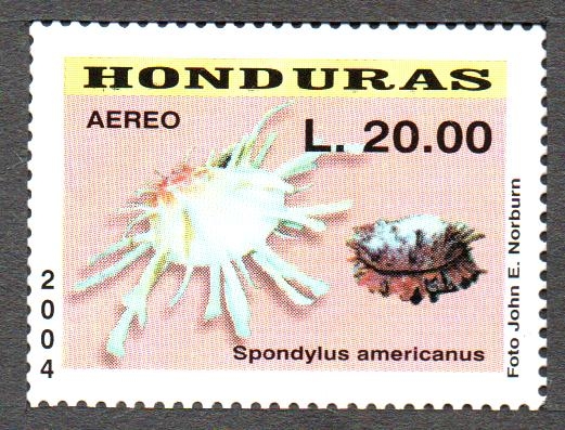 CONCHAS  MARINAS.  SPONDYLUS  AMERICANUS.