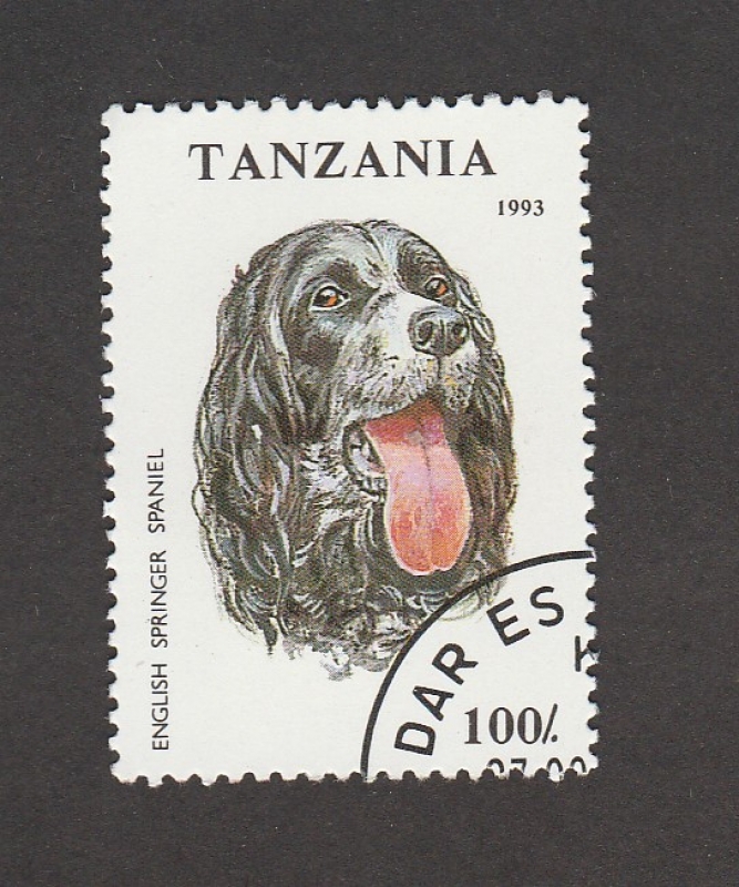 Perro raza Spaniel