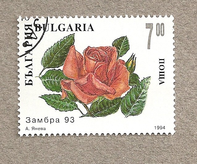 Rosa