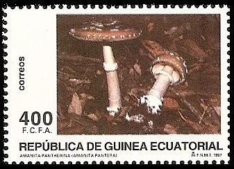 Micología - Amanita pantera