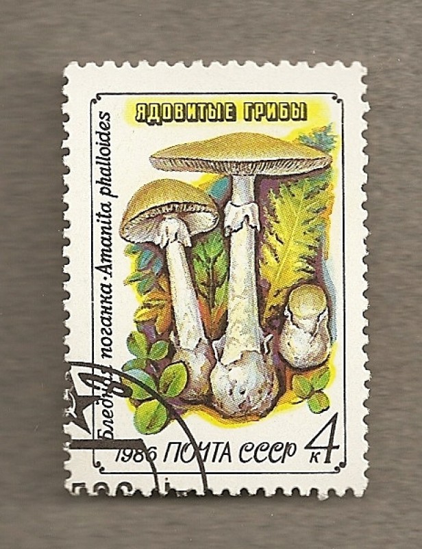 Setas: Amanita phalloides