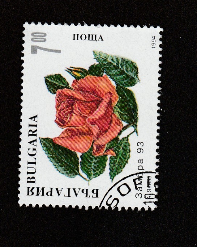 Rosa