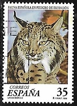 Fauna española en peligro de extinción - Lince Iberico