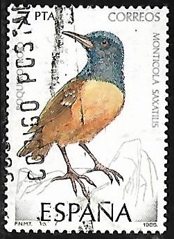 Aves - Monticola Saxatius