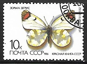 Mariposas - Zegris eupheme