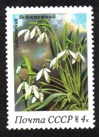 Flores de primavera. Campanillas de invierno (Galanthus nivalis)