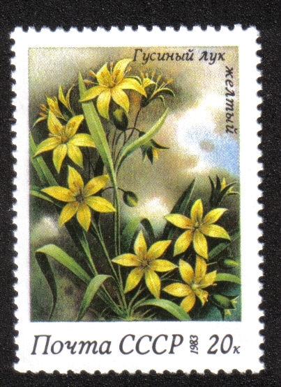 Flores de primavera. Gagea lutea