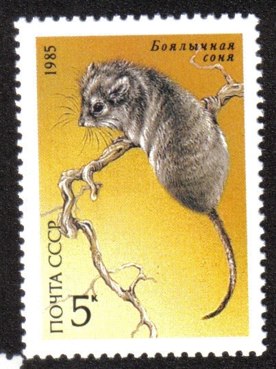 Animales protegidos, lirón del desierto (Selevinia betpakdalaensis)