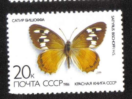 Mariposas, Ermitaño Naranja (Satyrus bischoff)