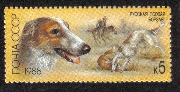 Perros de caza. Borzoi (Canis lupus familiaris)