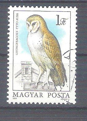 tyto alba