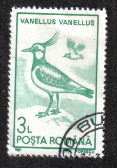 Aves Acuáticas 1991