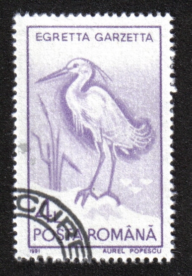 Aves Acuáticas 1991