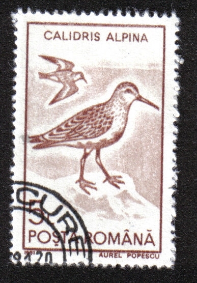 Aves Acuáticas 1991