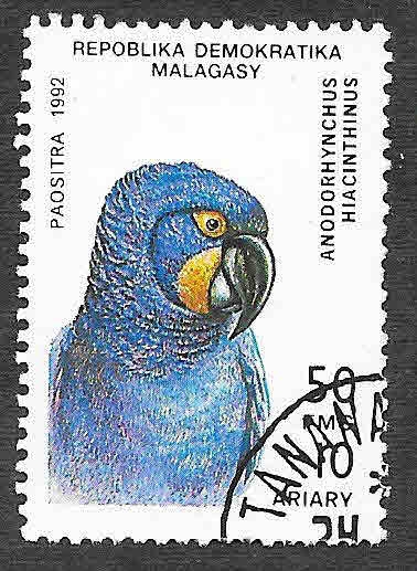 1114 - Guacamayo Jacinto