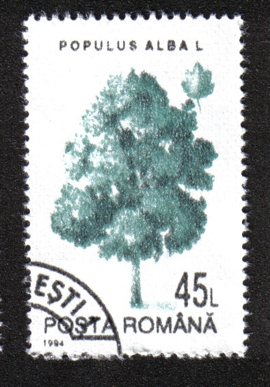 Árboles, Álamo Blanco (Populus alba)