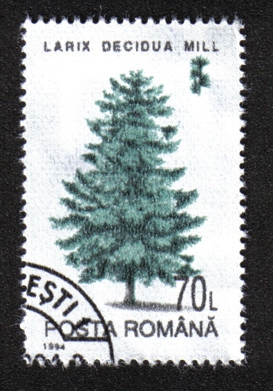 Árboles, Alerce europeo (Larix decidua)