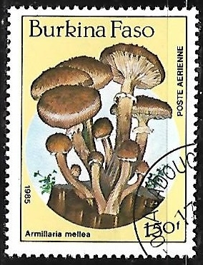 Armillaria mellea