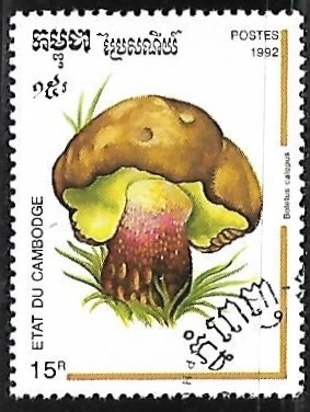 Setas - Boletus calopus