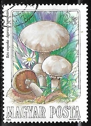 Setas - Agaricus campester