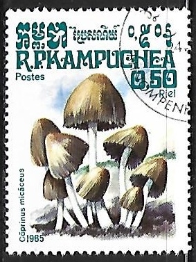 Setas - Coprinus micaceus