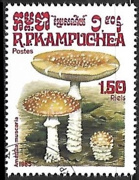 Setas - Amanita Muscaria