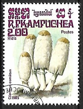 Setas - Coprinus comatus