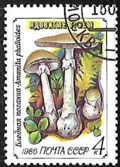 Setas - Amanita phalloides