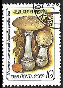  Setas - Amanita pantherina