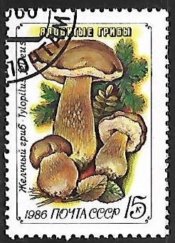 Setas - Tylopilus felleus