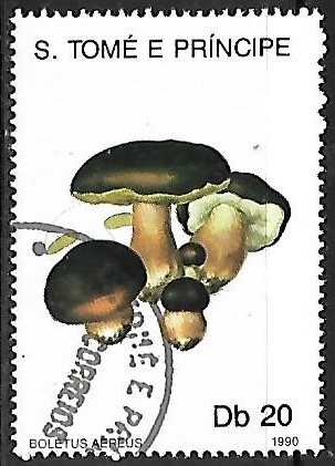 Setas - Boletus aereus