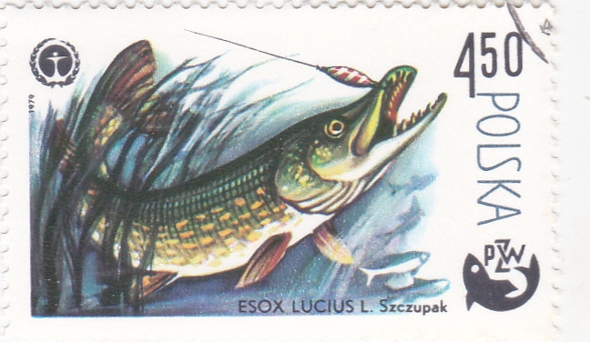 pesca del lucio- PZW