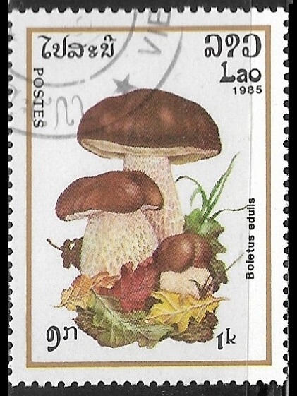 Setas - Boletus edulis