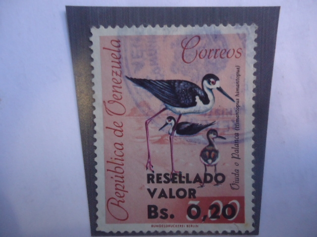 Viuda o Palanca (Himantopus  himantopus) - Sobretasa: 0,20 sobre 3,00Bs