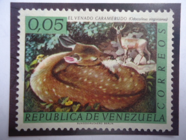 El Venado Caramerudo (Odocoaileus virginianus) - Fauna Venezolana-