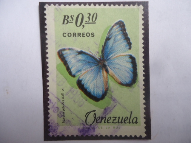 Morpho peleides Kool - Serie: Mariposas.