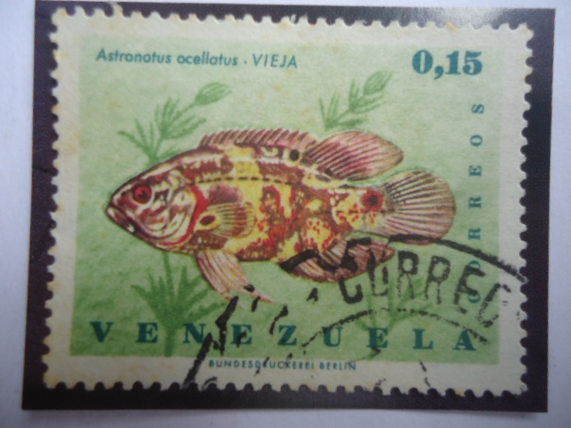 Vieja - Astronotus ocellatus