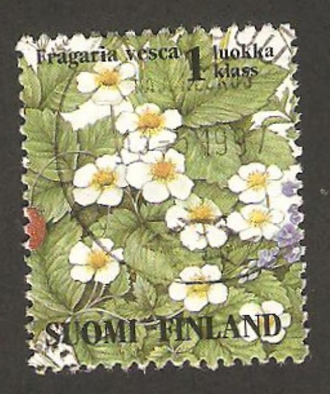 1227 - Flor fragaria vesca