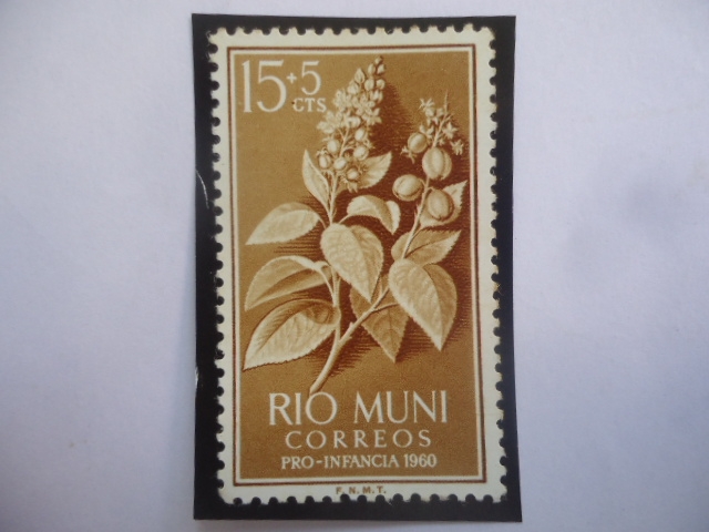 Ed:ES-RM 11 -  Planta de Crotón - Río Muni, Español - Región Continental de Guinea Ec. - Pro-Infanci